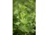 Photo of a lemon balm plant.