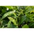 camelia sinensis_Pflanze.jpg