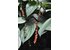 A photo of a pepper bush with peppercorns on it.