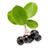 Aroniastücke feinschnitt bio Aroniastücke feinschnitt bio