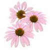 Echinacea bio Echinacea bio