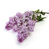 Fliederblüten bio Fliederblüten bio