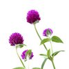 Amaranth-Kleeblüten bio Amaranth-Kleeblüten bio