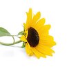 Sonnenblumenblätter bio Sonnenblumenblätter bio