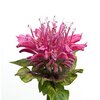 Goldmelisse bio Goldmelisse bio