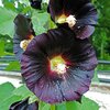 Schwarze Stockrose bio Schwarze Stockrose bio