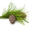 Cedernholzöl bio ätherisches Öl Cedernholzöl bio ätherisches Öl