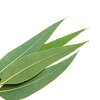 Eukalyptusöl bio ätherisches Öl Eukalyptusöl bio ätherisches Öl