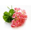 Rosengeranie ätherisches Öl bio Rosengeranie ätherisches Öl bio
