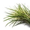 Citronella ätherisches Öl bio Citronella ätherisches Öl bio