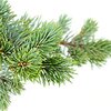Kiefernadel ätherisches Öl bio Kiefernadel ätherisches Öl bio