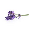 Lavendel Extra bio ätherisches Öl Lavendel Extra bio ätherisches Öl