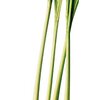 Lemongras bio ätherisches Öl Lemongras bio ätherisches Öl