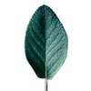 Salbei bio ätherisches Öl Salbei bio ätherisches Öl