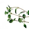 Thymian Chemotyp Linalool ätherisches Öl bio Thymian Chemotyp Linalool ätherisches Öl bio