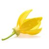 Ylang Ylang bio ätherisches Öl Ylang Ylang bio ätherisches Öl
