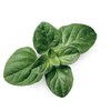 Oregano ätherisches Öl bio Oregano ätherisches Öl bio