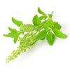 Tulsi bio Tulsi bio