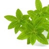 Verbena citronová bio Verbena citronová bio