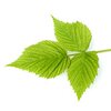 Ostružina list bio Ostružina list bio
