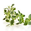 Dobromysl bio Dobromysl bio