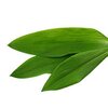 Česnek medvědí bio Česnek medvědí bio