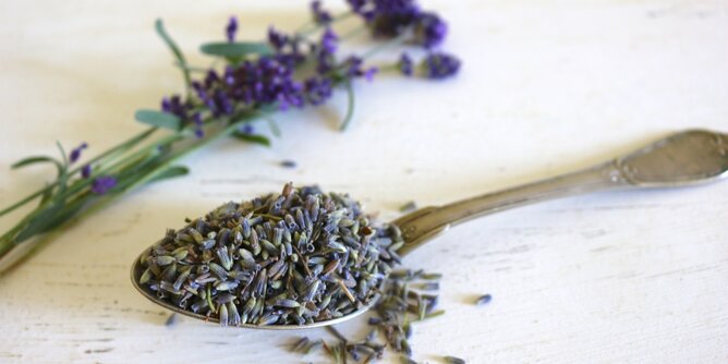 Lavendel | © SONNENTOR Auf dem Foto ist ein Löffel mit Lavendel zu sehen. Im Hintergrund sieht man frischen Lavendel. | © SONNENTOR