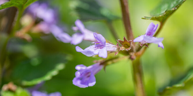 Gundelrebe | © SONNENTOR Auf dem Foto sind die violetten Blüten der Gundelrebe zu sehen. | © SONNENTOR