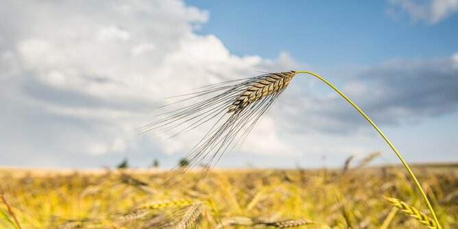 Getreide | © SONNENTOR Auf dem Foto ist ein Getreidefeld zu sehen. | © SONNENTOR