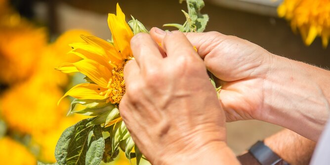 Sonnenblumen | © SONNENTOR Auf dem Foto sieht man wie jemand die Sonnenblumenkerne aus der Sonnenblume heraus löst. | © SONNENTOR